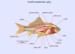 anatomie ryby